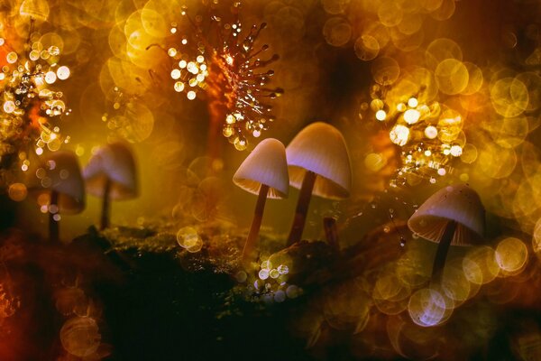 Champignons sur un fond chaud avec des reflets