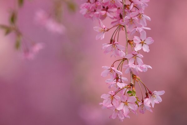 Branche fleurie au printemps