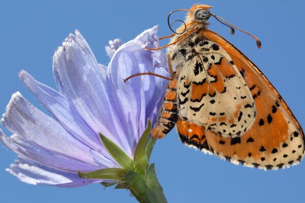 Farfalla di umore estivo sul fiore