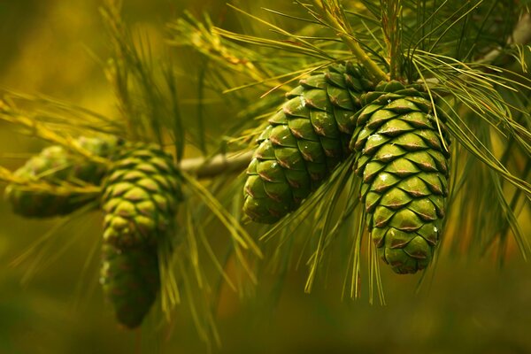 Pomme de pin verte épinette sur fond flou