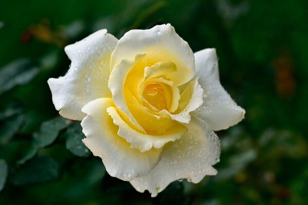 Rosa gialla con gocce di rugiada sui petali