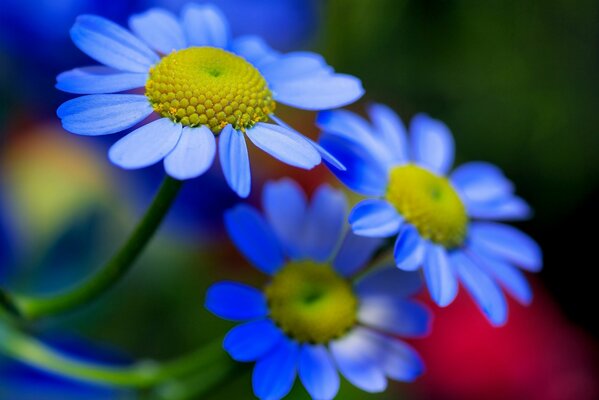 Beautiful blue flowers on a blurry background