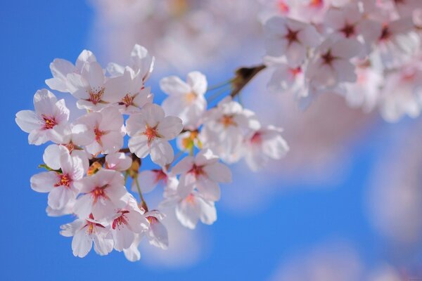 Branche de cerisier en fleurs