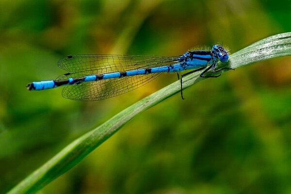 Libellule bleue accroupie sur un brin d herbe