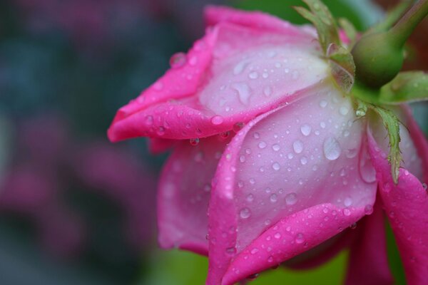 Gotas de rocío en una delicada rosa