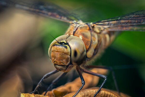 Libellula in una ripresa approssimativa. zampe e occhi