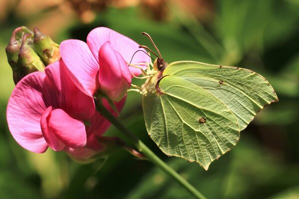 Una mariposa verde se sienta en una flor rosa