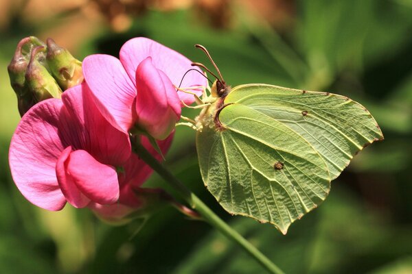 Зелёная бабочка сидит на розовом цветке