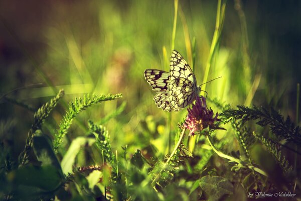 Momento mariposa macro