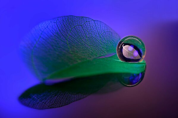 A snapshot of macro caps on a leaf