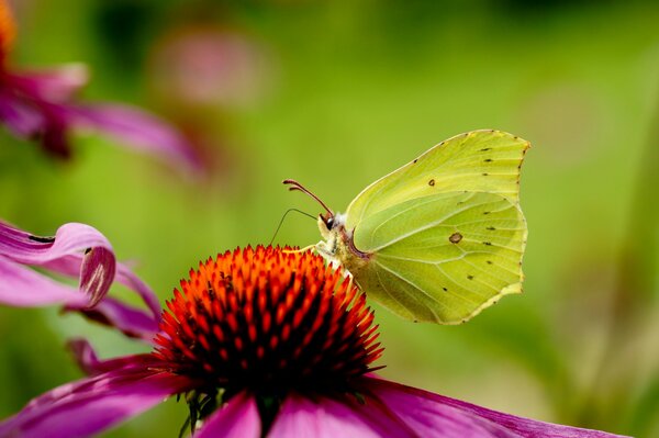 Macro photography of a green butterfly sitting on a pink flower with a red core