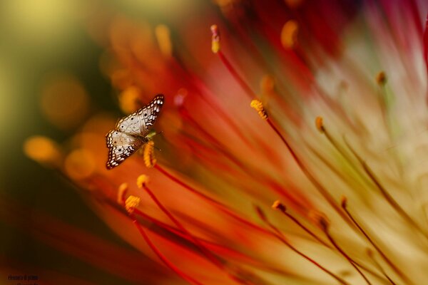 Ein kleiner Schmetterling sammelt Nektar von einer Blume