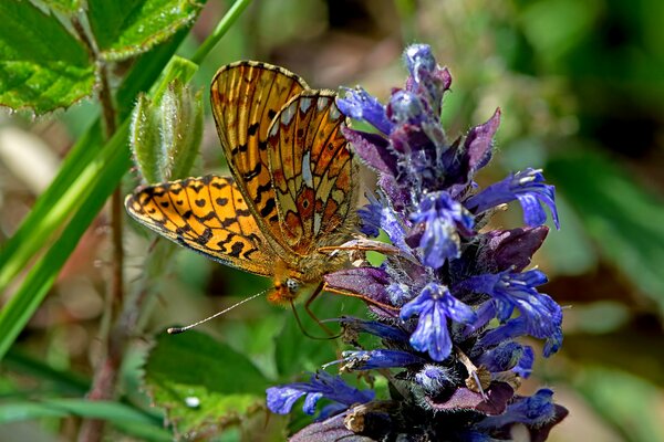 Ein schöner Schmetterling sitzt auf einer Blume