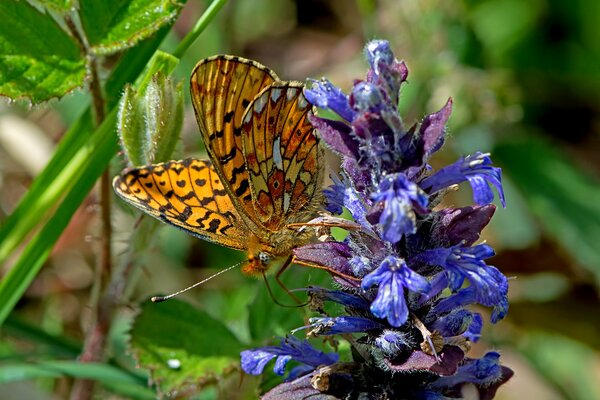 Hermosa mariposa sentada en una flor