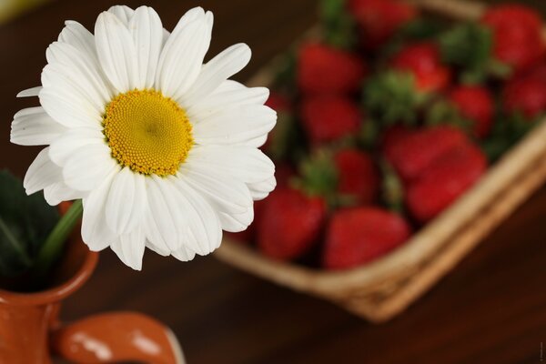 Fraises dans un panier, camomille dans un pichet