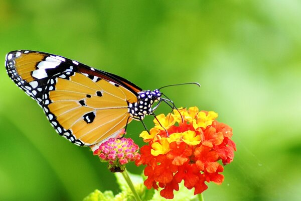 Żółty motyl na czerwonym kwiatku