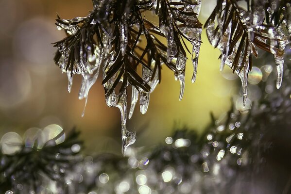 Macro photos of icy branches with needles