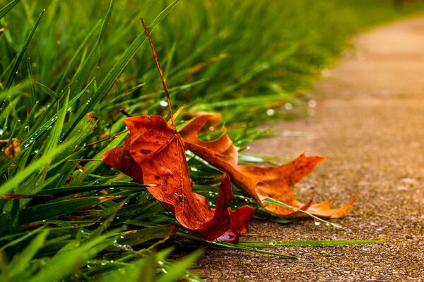 Autumn leaf on the green grass