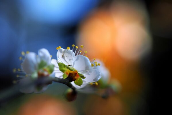 Ein Blick auf die Blütenblätter der Frühlingsblumen im Garten