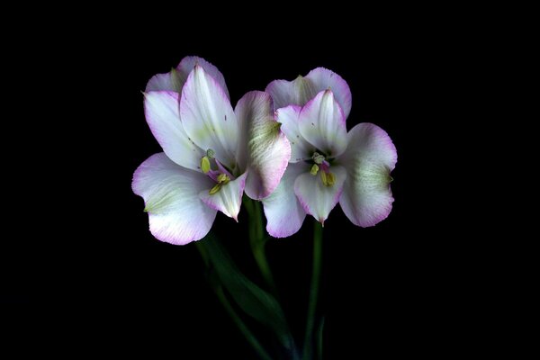 Par de flores con pétalos blancos y rosados sobre un fondo negro 