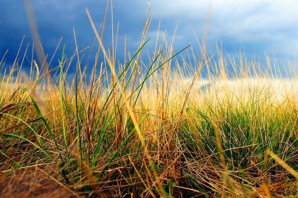 Grass and sky in autumn photo