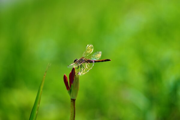 Naturfoto. Libelle. eine nicht blühende Blume. Grüner Hintergrund