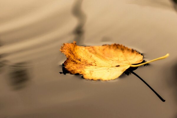 Automne dans la feuille de réflexion