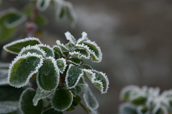 Inius Macro Leaf morning