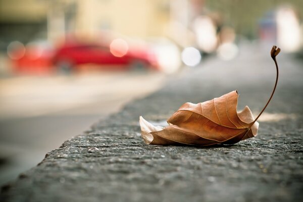 Fallen maple leaf on the asphalt