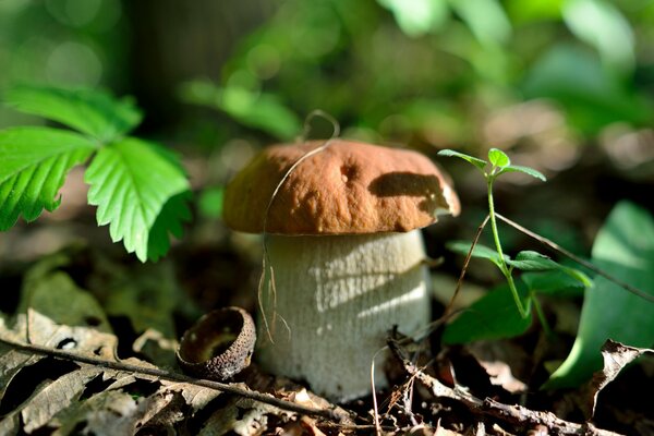 El hongo crece en medio de la naturaleza del bosque