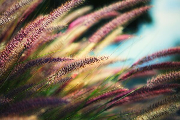 Pink spikelets of grass macro photo