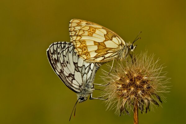 Two small butterflies are sitting on a dandelion