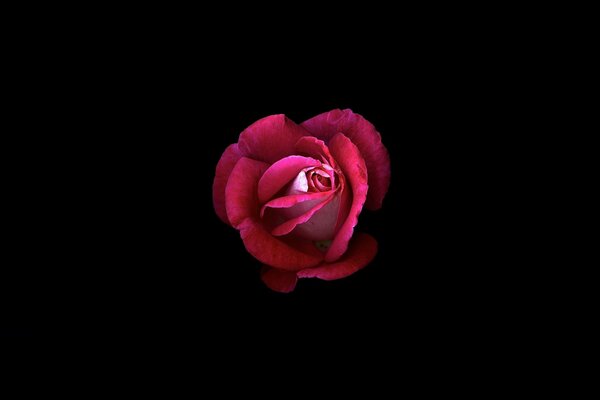 Photo of a red rose on a black background