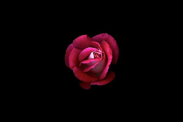 Photo d une rose rouge sur fond noir