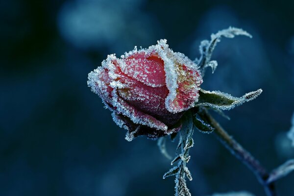 Il bocciolo di rosa rossa è coperto di brina