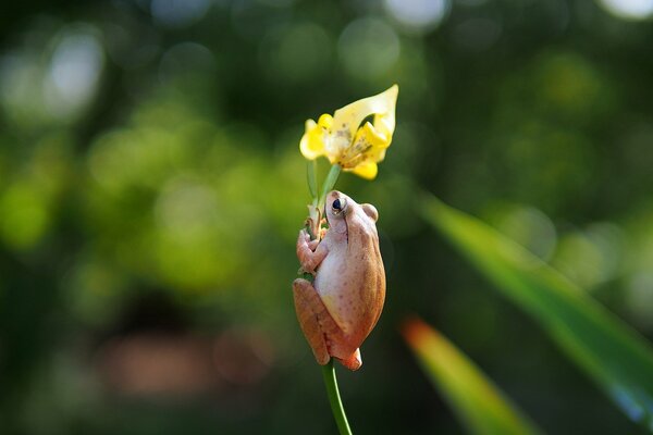 Frog on a yellow iris
