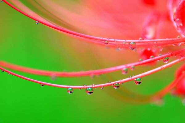 Gotas de rocío en una flor rosa