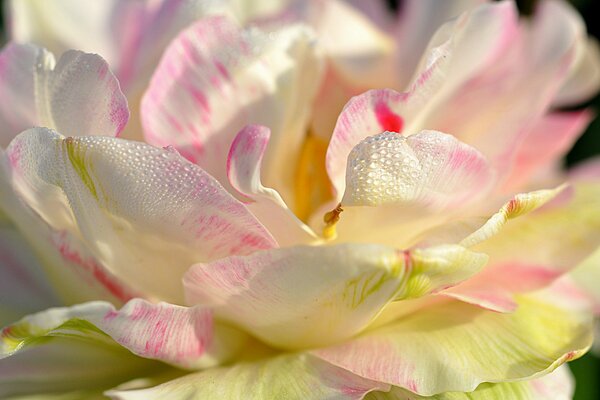 Gros plan de pétales de Magnolia avec des gouttes de rosée