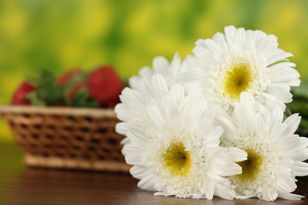 Delicate white field daisies