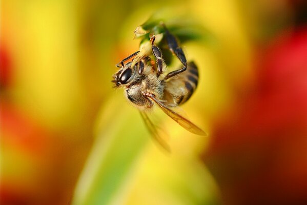 Пчела на цветке крупным планом