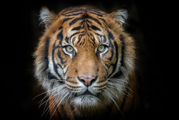 The predatory intelligent look of a tiger