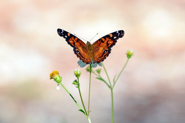 Ein Schmetterling auf einer Knospe hat seine Flügel geöffnet