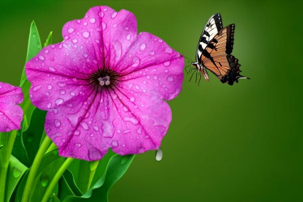 Tautropfen auf einer Blume. Lila Blume. Schmetterling