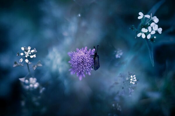 Sur la fleur pourpre a sauté un insecte de l herbe