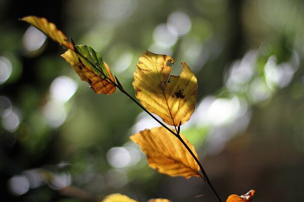 Otoño clara foto sol