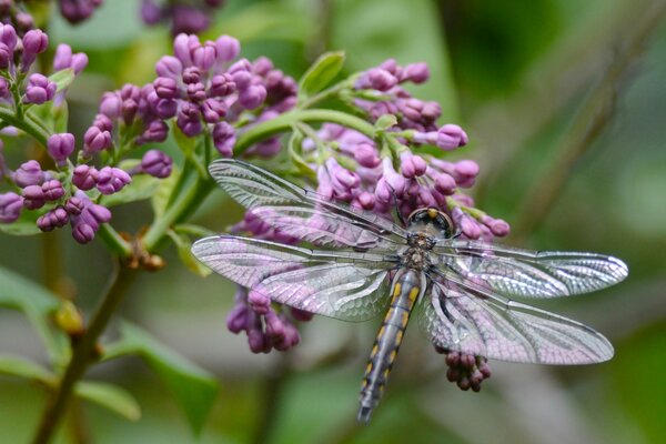 A dragonfly landed on a branch of a serenity