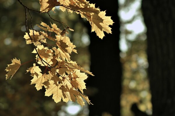 Żółte liście klonu na gałęzi