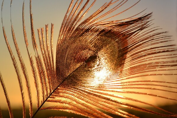 Pluma de oro en el fondo del cielo al atardecer