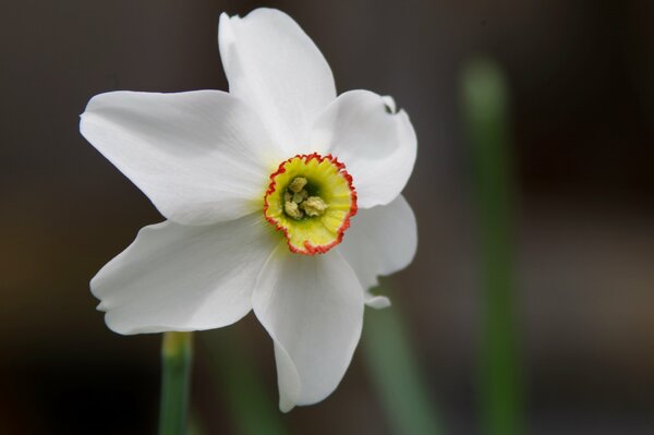 Macro d un Narcisse blanc avec une bordure brillante