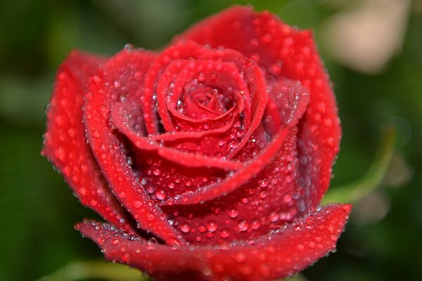 Rosa roja en gotas de rocío